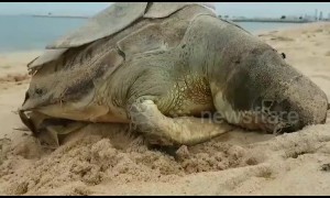 Sea turtle found dead with stomach full of plastic on Thai beach