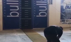 Incredibly Agile Dog Jumps for Gold