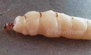 Skin-crawling footage of a queen termite wriggling around in the Philippines