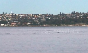 Pod of dolphins spotted swimming off Sydney's harbour