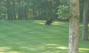 Bears Use Backyard as Wrestling Arena