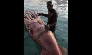 Man discovers totally bizarre sea creature