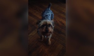 Dog Argues When Owner Says 