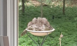 Pair of Owls Enjoy Bird Friendly Backyard