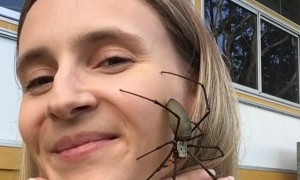 Face to Face with a Friendly Spider