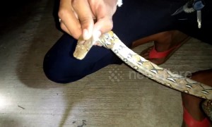 Baby python caught after sheltering inside pickup truck for three days