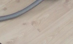 Cleaning Kitty with the Vacuum