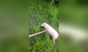 Pink piglet goes for a stroll with rescuer in Florida
