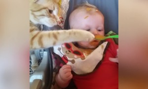 Cats and Babies
