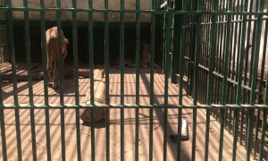 Lion Surprisingly Scared of Plastic Tube