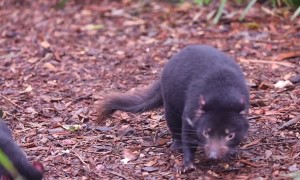 Tasmanian Devils Celebrate a Birthday