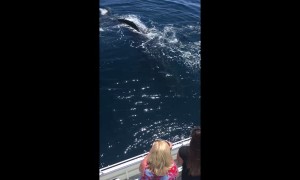 Whales Wave Hello