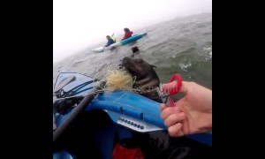 Heartwarming moment American kayaker rescues seal trapped in fishing line in Namibia