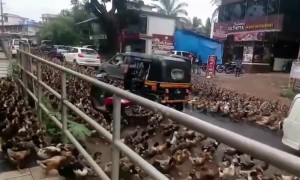 Hundreds of ducks flood streets in Indian town, completely swarming traffic