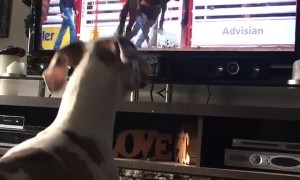 Dog is Ready for the Rodeo