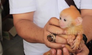 Protected species rescued from illegal online auction in Indonesia