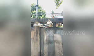 Guilty dog crawls back in through hole in the fence after escaping