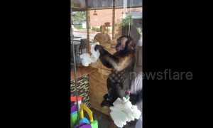 No monkeying around! Capuchin cleans windows in Houston