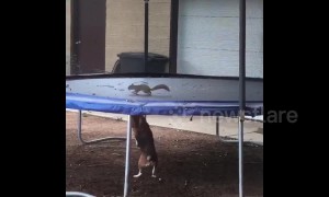 Beagle goes nuts after squirrel gets stuck on trampoline in Texas home