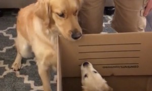 Big bro dog is super excited to meet his new puppy sister