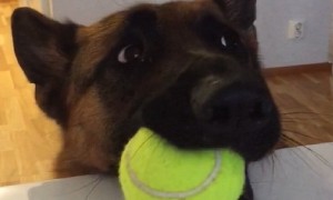 Dog hilariously lets owner know that he's ready for playtime