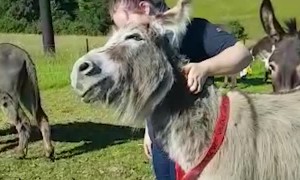 Sweet and friendly donkey can't get enough scratches