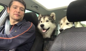 Dogs can't contain happiness after doggy daycare