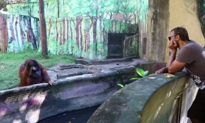 Orangutan asks zoo visitor for banana then throws the peel back