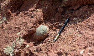 Chinese boy discovers dinosaur eggs on river bank in China's Heyuan