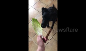 To be healthy? Or not to be healthy? That is the question