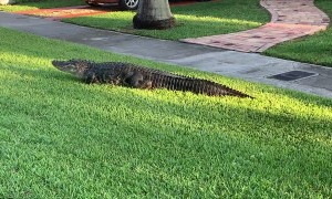 Alligator Strolls Along Sidewalk
