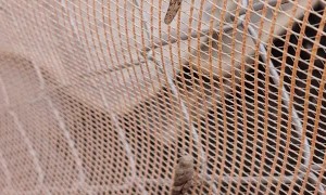 Grasshoppers Invade Las Vegas