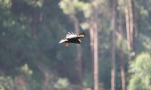 Hawk Appears to Hover During Hunt