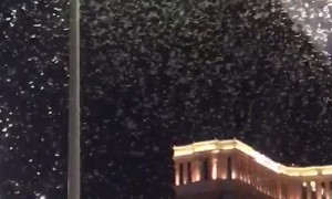 Massive Grasshopper Migration
