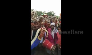Devotees coil live snakes around the necks during bizarre Hindu festival in Bihar