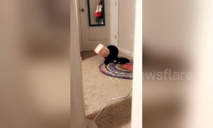 Newsflare Edit: Cat staggers about after getting head stuck in a bag