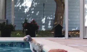 Timid Bird Tries Some Pool Time