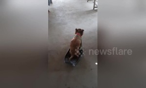 Disabled dog uses makeshift wheelchair to run and greet owner in Thailand