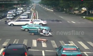 Pig wanders on busy road after falling from transport truck in China