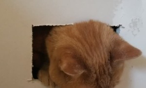 Cat Caught by Contractor's Handy Work