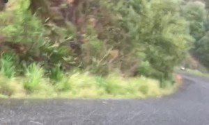 Dog Walk Turns into Run as Hail Falls