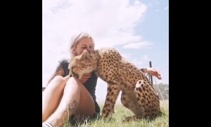 This cheetah is friendlier than your cat