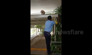 Kind security guard helps cat down from the roof by letting it climb on his shoulder
