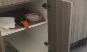 Bird Cleans out the Cupboards