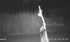 Badger launches daring overnight raid to steal peanuts from a bird feeder
