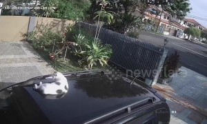 Driver leaves home without realising their cat is on the roof of the car