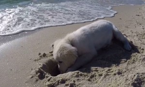 Puppy isn't happy after waves fill up newly dug hole