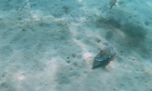 Couple of Cranky Cuttlefish