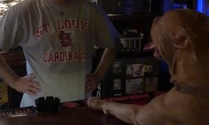 Boris Goes to the Bar