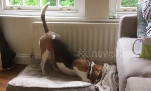 'Tuckered out'  beagle tucks herself into bed